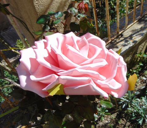 Rosa Gigante dm. 25 in polifoam con stelo - Sconti per Fioristi e Aziende