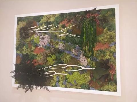 Giardini Vegetali Preservati - Sconti per Fioristi e Aziende - Adatto per Interno