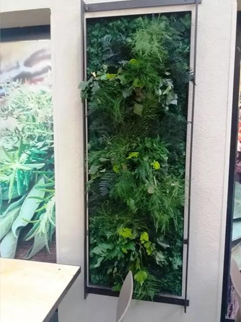 Giardini Vegetali Preservati - Sconti per Fioristi e Aziende - Adatto per Interno