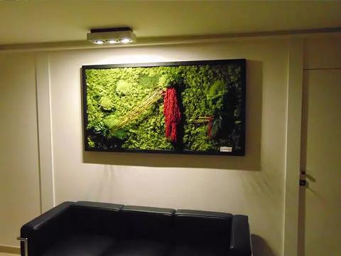 Giardini Vegetali Preservati - Sconti per Fioristi e Aziende - Adatto per Interno