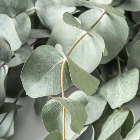 Eucaliptus Popolus stabilizzato  gr. 130 - Sconti per Fioristi e Aziende
