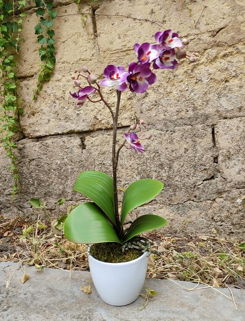Orchidea Cassandra con vaso H 40 cm in diversi colori Sconti per Fioristi, Wedding e Aziende .