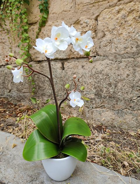 Orchidea Cassandra con vaso H 40 cm in diversi colori Sconti per Fioristi, Wedding e Aziende .