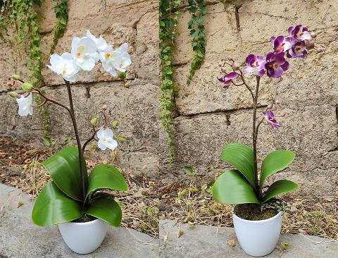Orchidea Cassandra con vaso H 40 cm in diversi colori Sconti per Fioristi, Wedding e Aziende .