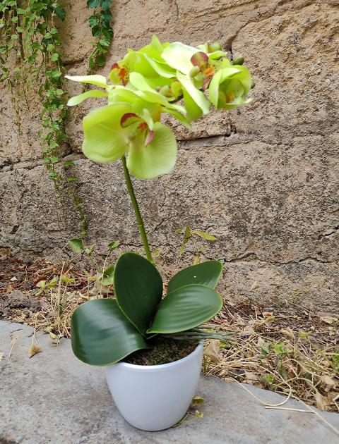 Orchidea foglia larga con vaso H 40 cm in diversi colori Sconti per Fioristi, Wedding e Aziende .