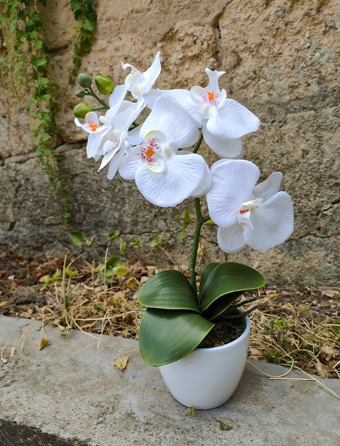 Orchidea foglia larga con vaso H 40 cm in diversi colori Sconti per Fioristi, Wedding e Aziende .