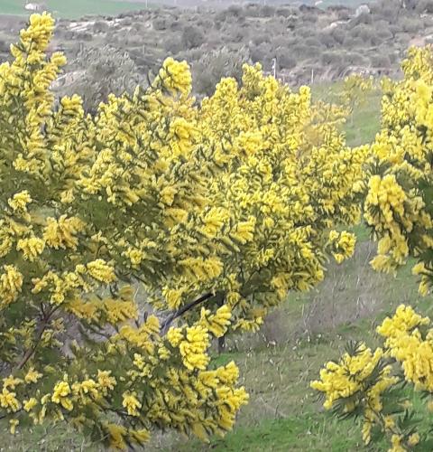 Mimosa Fresca box Kg. 3 - Sconti per rivenditori - Acacia Dealbata - Goulois