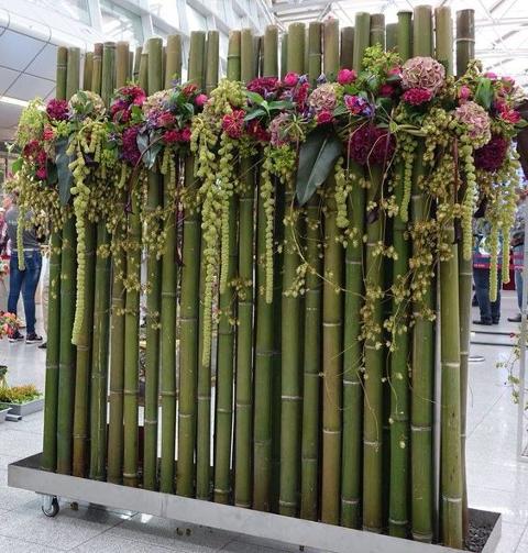 Canna di Bamboo dm 10/12 - Sconti per Fioristi e Aziende . - Alte cm.200