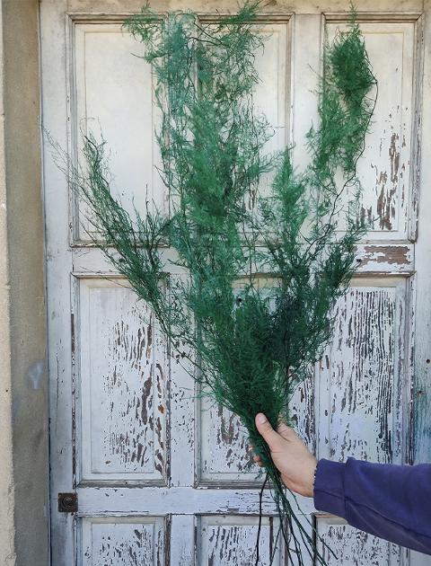 Asparago Plumoso Naturale- Sconti per Fioristi e Aziende - Preservato x 10 steli H 80/150