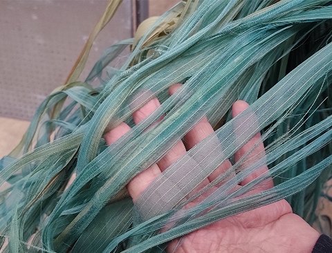 Ciuffo scheletrico H 80 - Sconto per Fioristi e Aziende - due colori