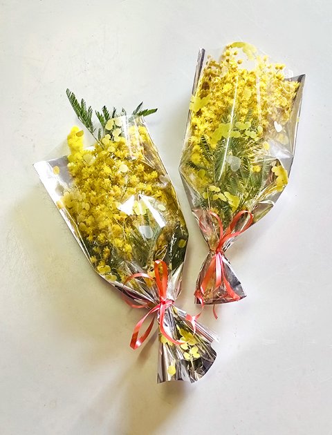 ESAURITA Mazzo mimosa fresca H 30 - Sconto per Fioristi e Aziende - Conf. x 20 mazzi in cellofan stampato