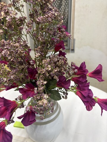 Gipsofilia Dorata x3 - Sonti per Fioristi e Aziende - ramo x3 H 57