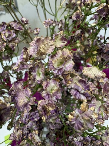 Gipsofilia Dorata x3 - Sonti per Fioristi e Aziende - ramo x3 H 57