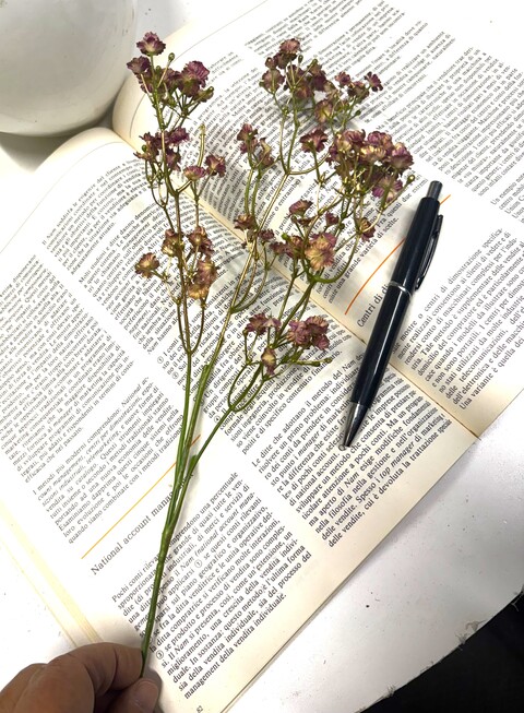 Gipsofilia Dorata x3 - Sonti per Fioristi e Aziende - ramo x3 H 57