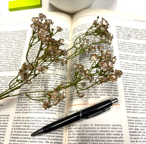 Gipsofilia Dorata x3 - Sonti per Fioristi e Aziende - ramo x3 H 57