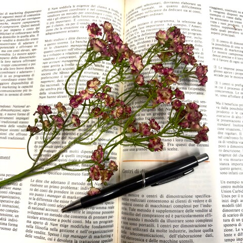 Gipsofilia Dorata x3 - Sonti per Fioristi e Aziende - ramo x3 H 57