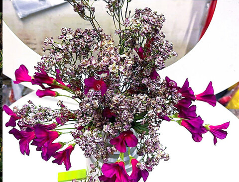 Gipsofilia Dorata x3 - Sonti per Fioristi e Aziende - ramo x3 H 57