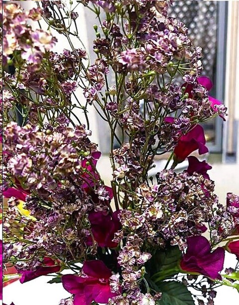 Gipsofilia Dorata x3 - Sonti per Fioristi e Aziende - ramo x3 H 57