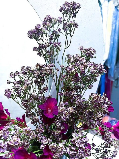 Gipsofilia Dorata x3 - Sonti per Fioristi e Aziende - ramo x3 H 57