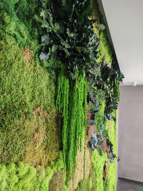 Giardini Vegetali Preservati - Adatti soltanto per interni . - Stile Jagur Ivy