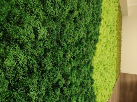 Parete Moss Stabilizzata - Sconti per Fioristi e Aziende . - Wall Moss a metro quadrato