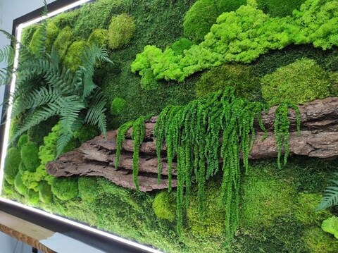 Giardini Vegetali Preservati - Sconti per Fioristi e Aziende - Adatto per Interno