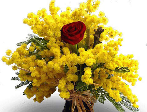 Mimosa Fresca box Kg. 3 - Sconti per rivenditori - Acacia Dealbata - Goulois