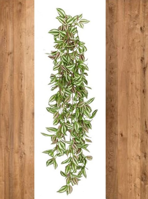 Tradescanzia cadente H 60 - Sconti per Fioristi e Aziende - Purple in 2 modelli