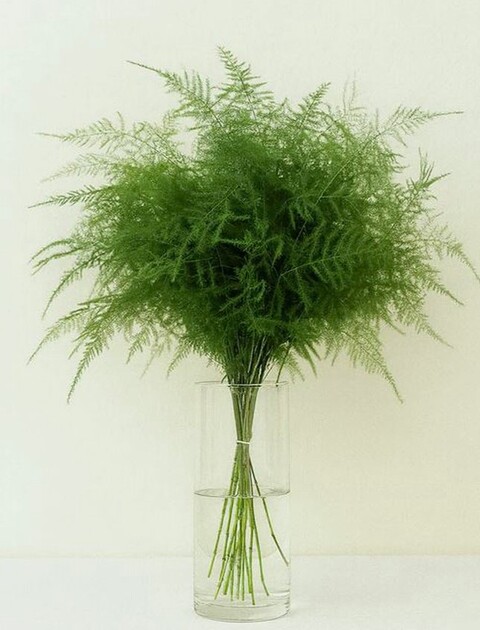 Asparago Plumoso Naturale- Sconti per Fioristi e Aziende - Preservato x 10 steli H 40/60
