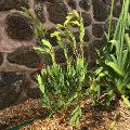 Salignum preservato Verde - Sconti per Fioristi e Aziende