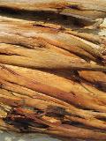 Corteccia di Eucaliptus Naturale gr. 500 - Sconti per Fioristi e Aziende