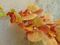 Phalenopsis x 9 real touch in poliester - Sconti per fioristi e aziende