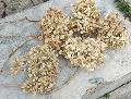 Ortensia Naturale H 40 Dry x 5 Hydrangea Macrophylla - Sconti per Fioristi e Aziende e Wedding
