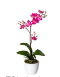 Espositore 72 Orchidee Phalenopsis H 40 e 50 con vaso ceramica Sconti per Fioristi, Arredatori e Aziende