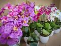Orchidea Phalenopsis H 40 singola con vaso in 2 colori Sconti per Fioristi, Wedding e Aziende