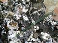 Muschio di Roccia gr. 250 ( Black Moss ) Naturale preservato - Sconti per Fioristi e Aziende
