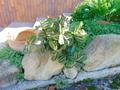 Maranta Bush con 144 foglie Artificiale in poliestere - Sconti per Fioristi e Aziende