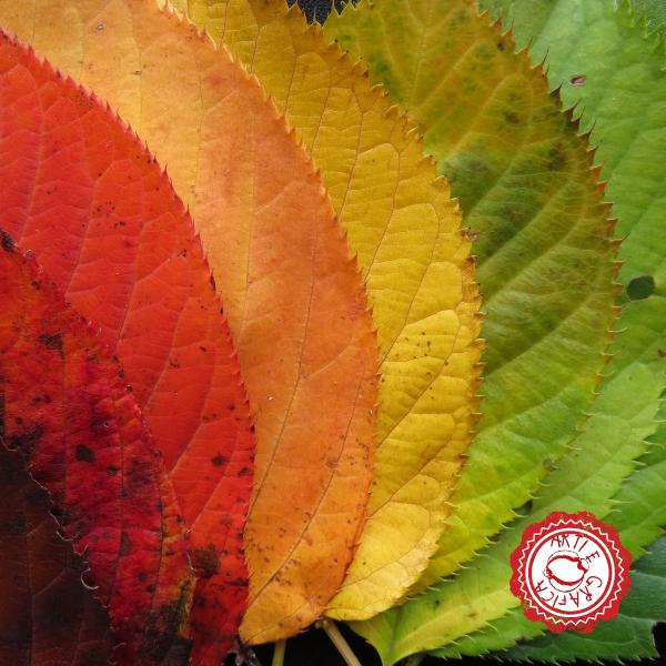 L'arrivo dell'Autunno porta sfumature di colori