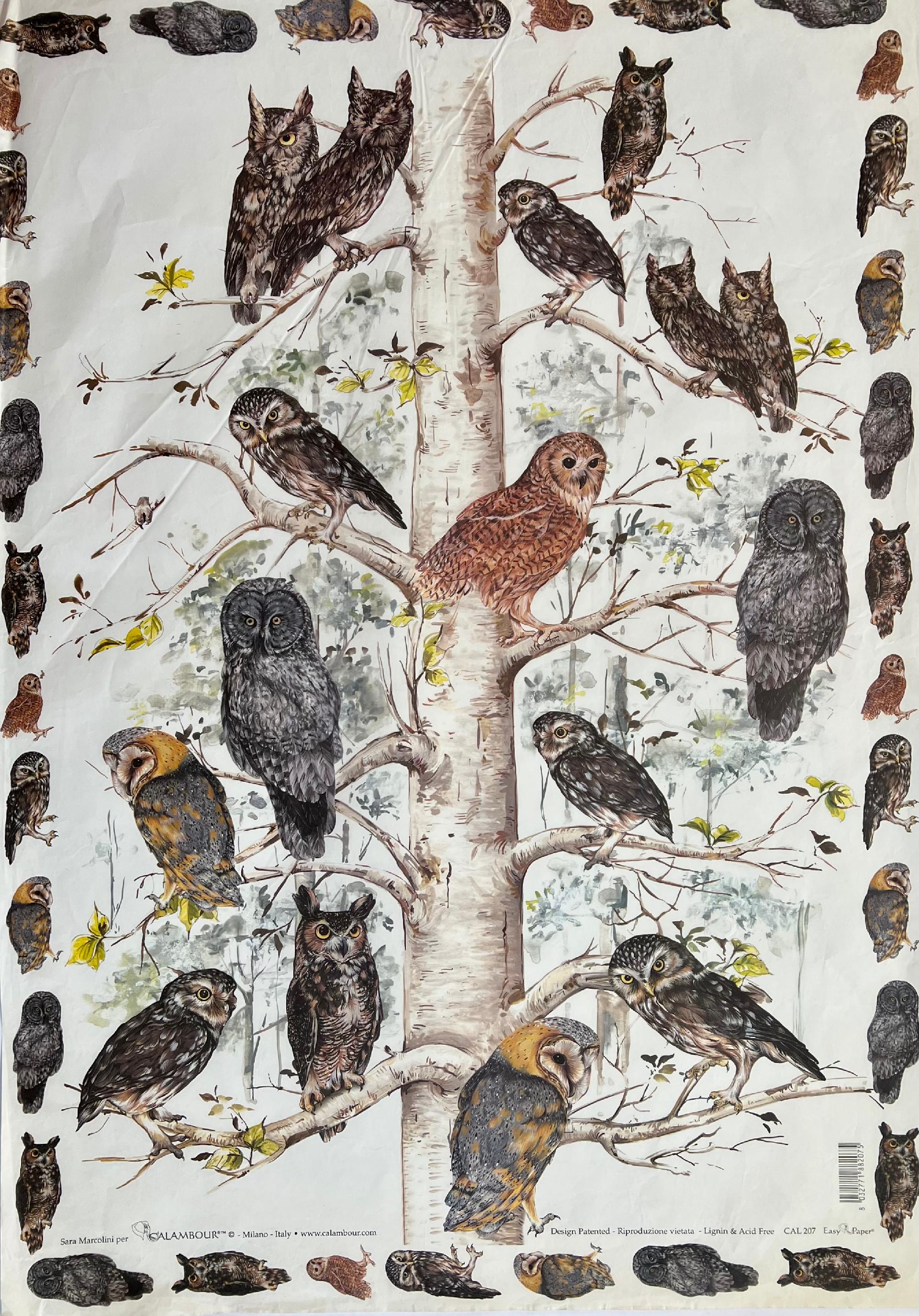 Carta Classic - Gufi (sc1) Calambour 50x70 cm