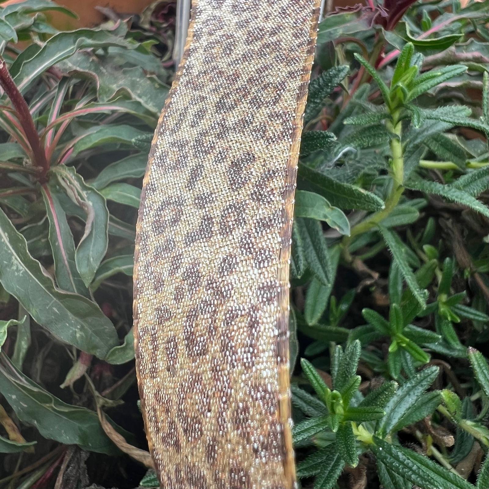 nastro lurex maculato Goldina 25 mmx1 mt