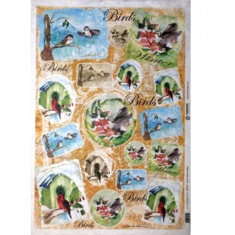 Birds ferrario 33x48