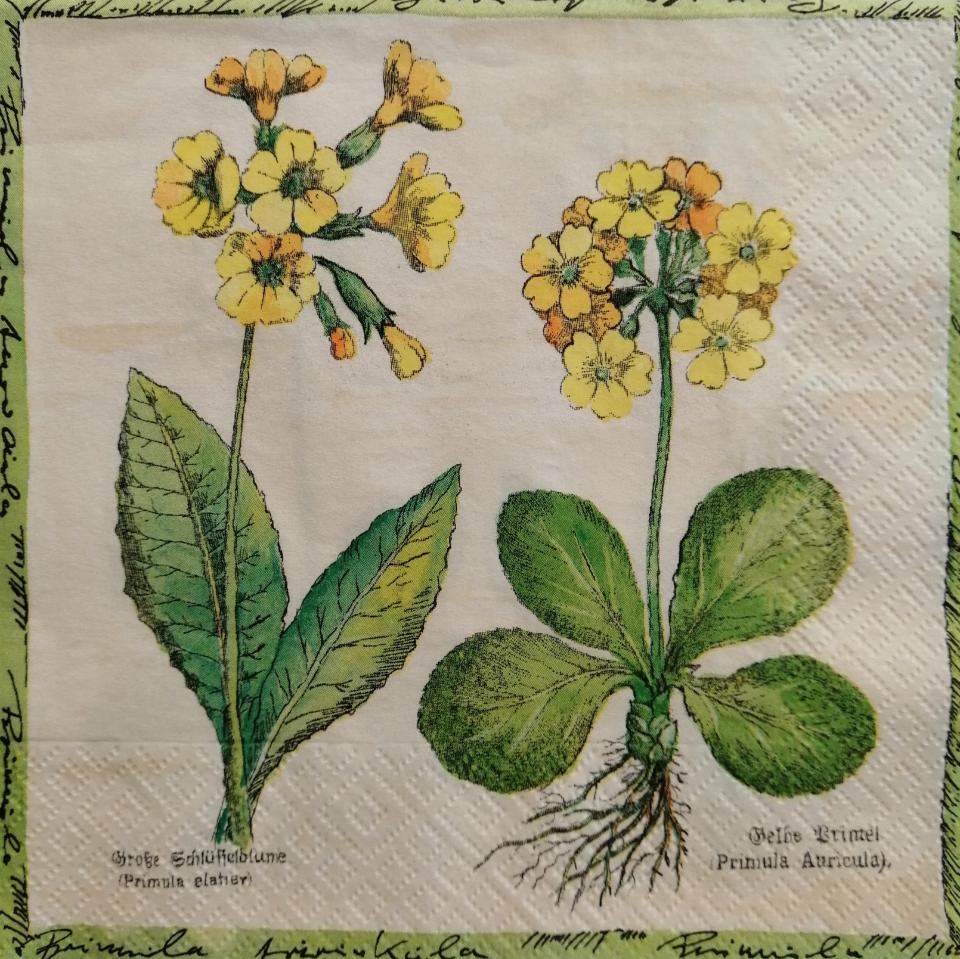 tovaglioli per decoupage fiori ginestre arti e grafica busta da 2 pezzi 33 x 33 cm