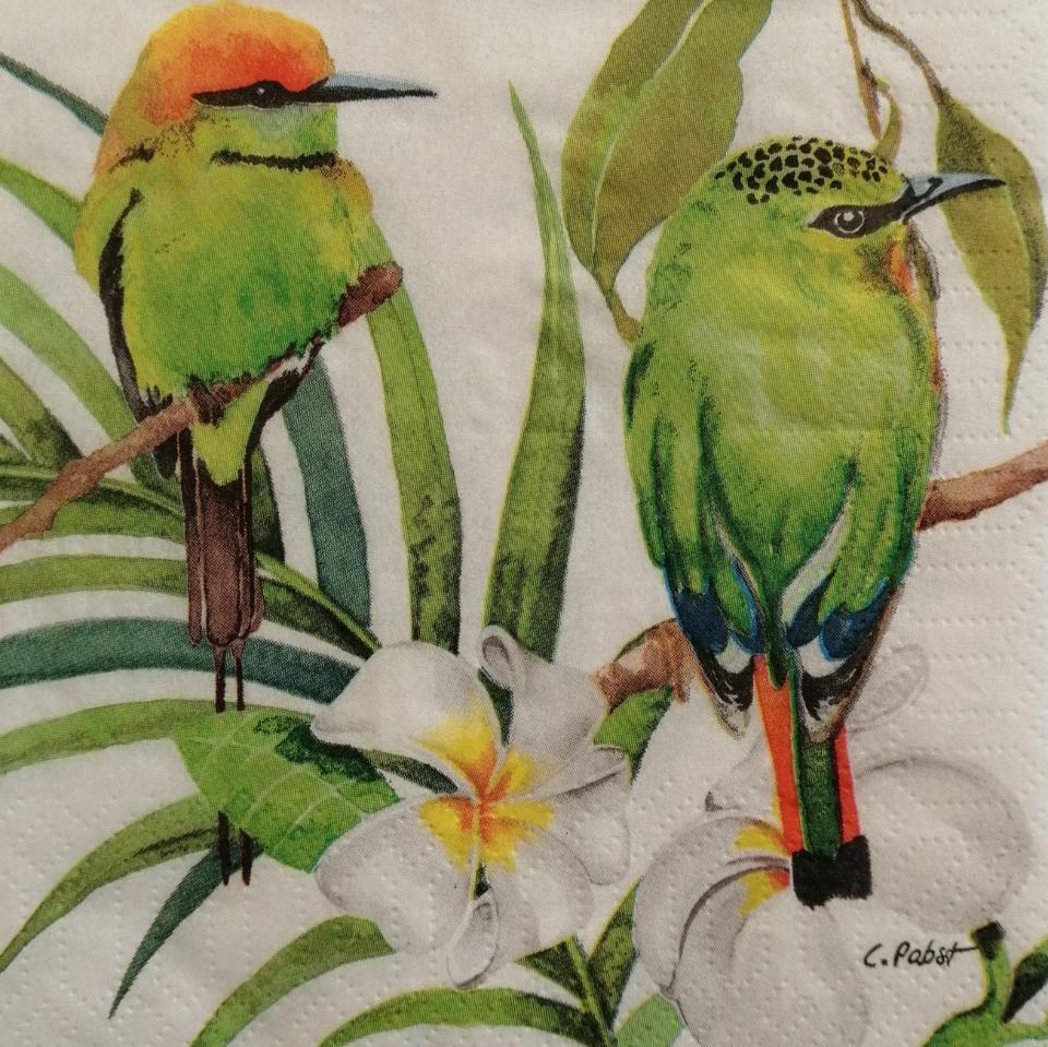 tovaglioli per decoupage animali pappagalli arti e grafica busta da 2 pezzi 25 x25 cm