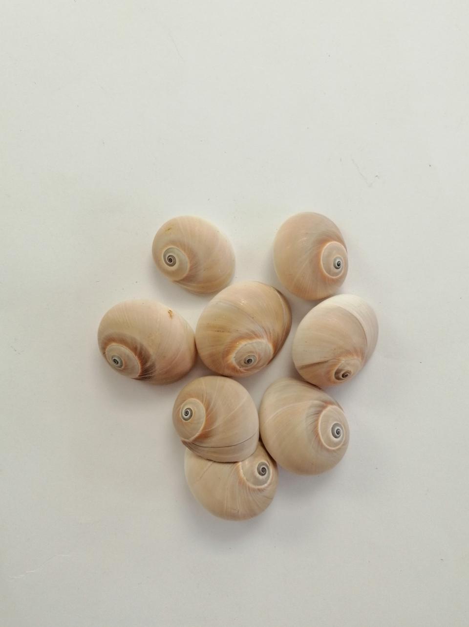 conchiglie di mare stafil busta da 8 pezzi