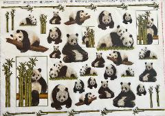 Carta velo - Panda (SC3) TODO Paper Soft 50x70 cm