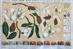 Carta velo - Magnolia TODO Paper Soft 50x70 cm