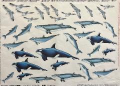 Carta velo - Orche e Delfini (SC3) TODO Paper Soft 50x70 cm