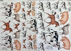 Carta velo - Animali della Fattoria (SC1) Enjoy Paper 50 x 70 cm