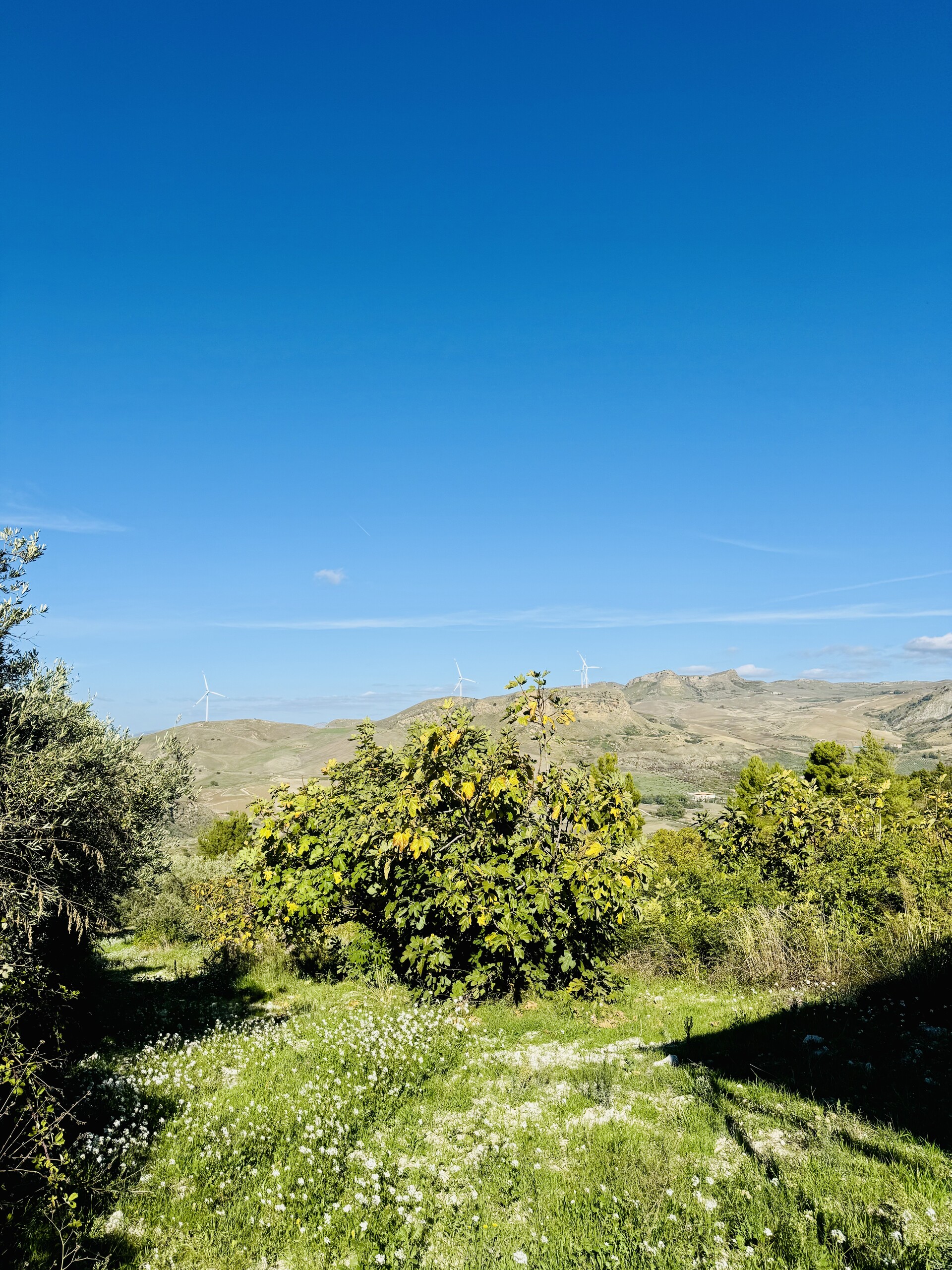 Rustico di campagna in Vendita a Campofiorito (Palermo)