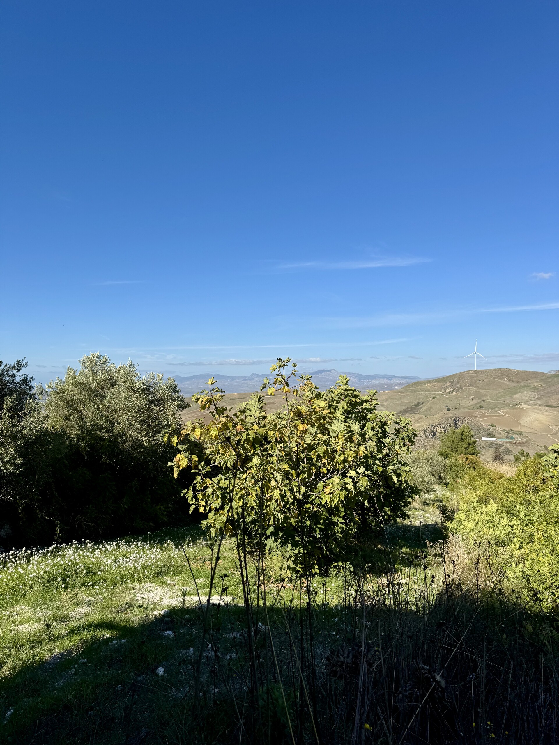 Rustico di campagna in Vendita a Campofiorito (Palermo)